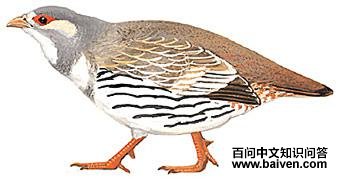 ��ѩ����ͼ��