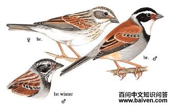 ���c��ͼ��