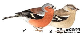 ��ͷ��ȸ��ͼ��