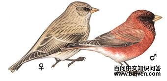 ��ȸ��ͼ��