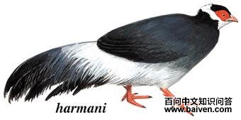 ��������ͼ��