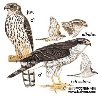 ��ӥ��ͼ��