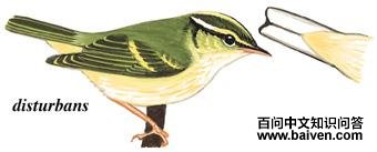 �װ�β��ݺ��ͼ��