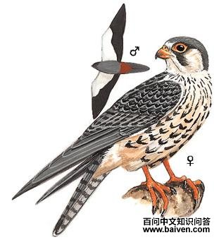 ���¶�����ͼ��