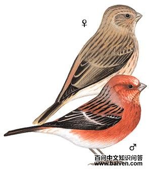 ����ȸ��ͼ��