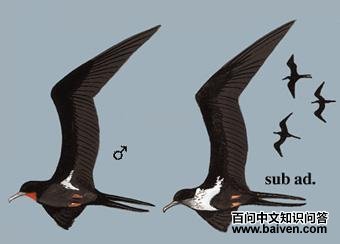 �װ߾������ͼ��