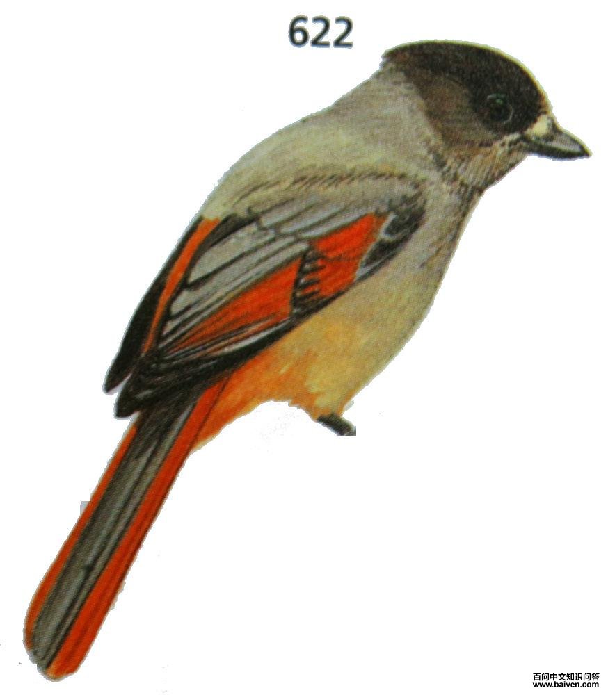 ����ѻ��ͼ��