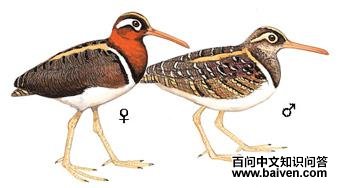 ���ֵ�ͼ��