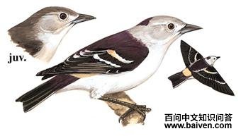 ������ͼ��