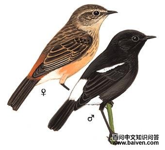 �װߺ�ʯ�S��ͼ��