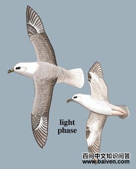 ��ѩ�׵�ͼ��