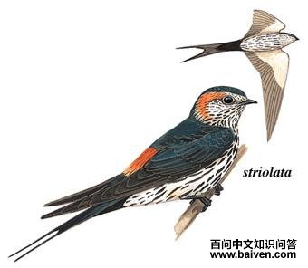 �������ͼ��