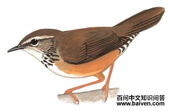 ���ض̳�ݺ��ͼ��