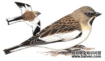 �װ߳�ѩȸ��ͼ��