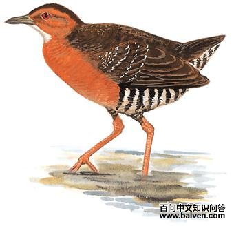 ��в�Ｆ��ͼ��