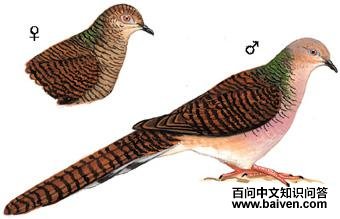 ��β����ͼ��