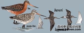 ��β���ֵ�ͼ��