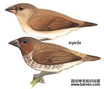 �������ͼ��