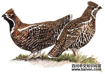 ��β黼���ͼ��