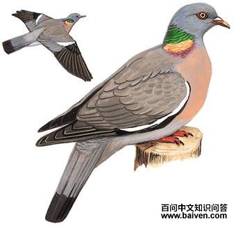 ��β�ָ��ͼ��