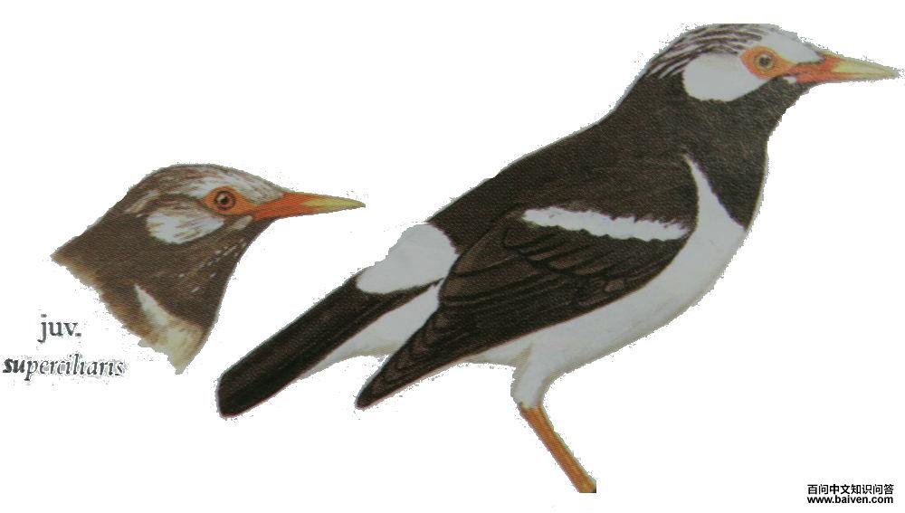 ������ͼ��