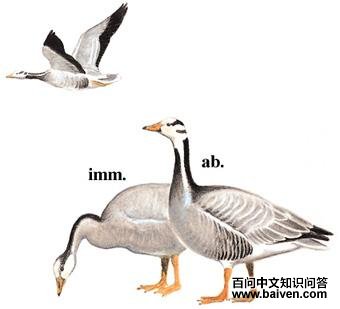 ��ͷ���ͼ��