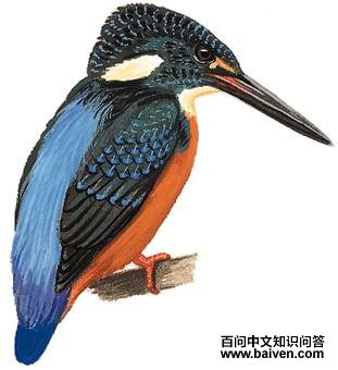 ��ͷ������ͼ��