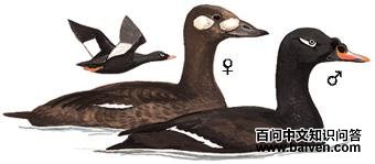 ��������Ѽ��ͼ��