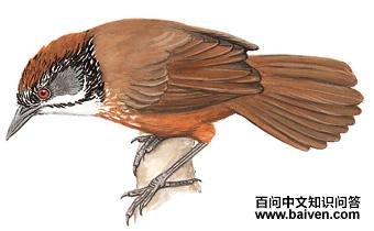 �߾����̵�ͼ��