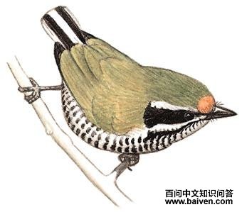 �߼���ľ���ͼ��