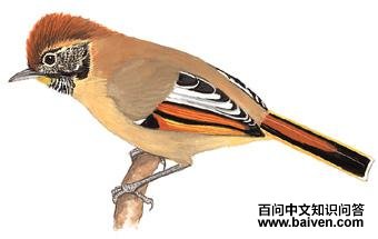 �ߺ�ϣ�̵�ͼ��