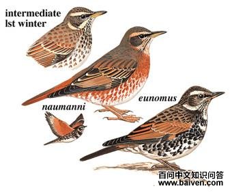 ����ͼ��