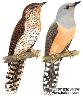 �����ž��ͼ��