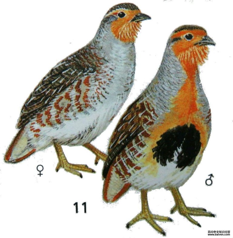 �߳�ɽ�ȵ�ͼ��