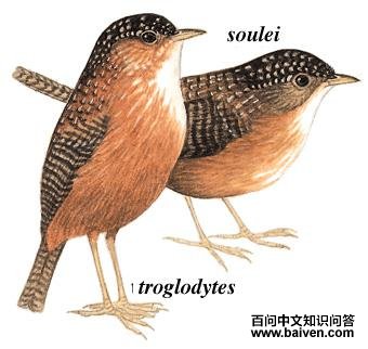 �߳����̵�ͼ��