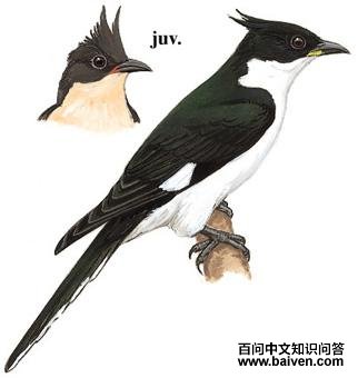 �߳��ͷ���ͼ��