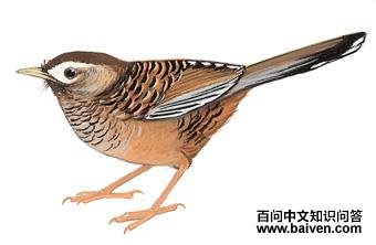 �߱����̵�ͼ��