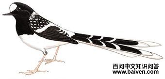 �߱���β��ͼ��