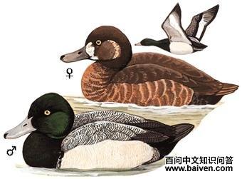 �߱�ǱѼ��ͼ��