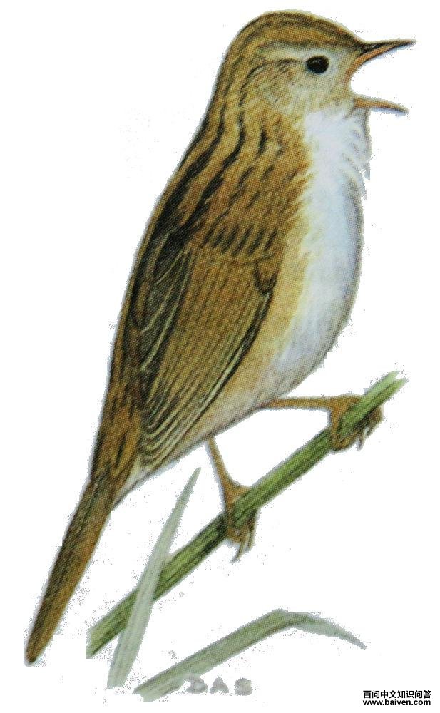 �߱���βݺ��ͼ��