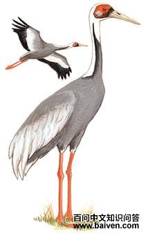 �����׵�ͼ��