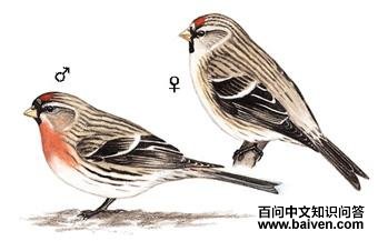 �����춥ȸ��ͼ��