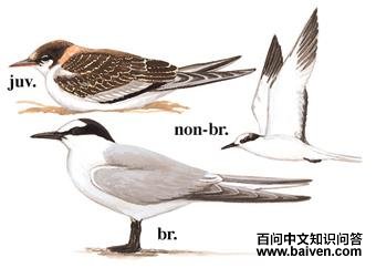 ������Ÿ��ͼ��