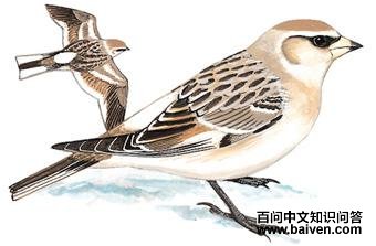 ����ѩȸ��ͼ��