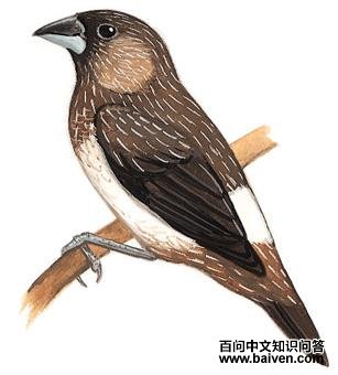 ���������ͼ��