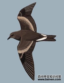 ������β�����ͼ��