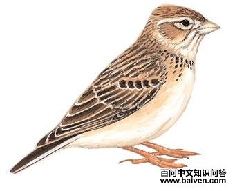 [����]��ֺ�����ͼ��