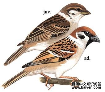 [��]��ȸ��ͼ��