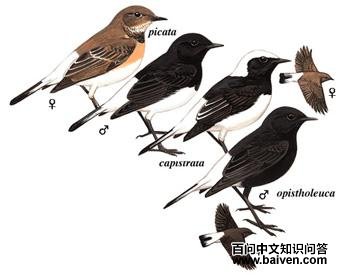 [����]���S��ͼ��