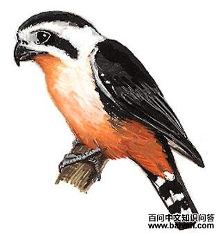 [����]С����ͼ��